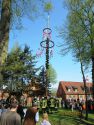 Maibaum15.JPG